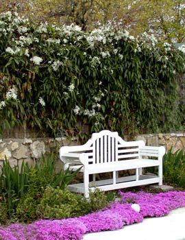 Clematis_phlox.jpg