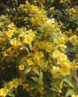 jessamine vine