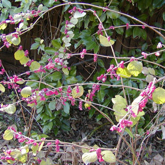 Coral Berry Shrub