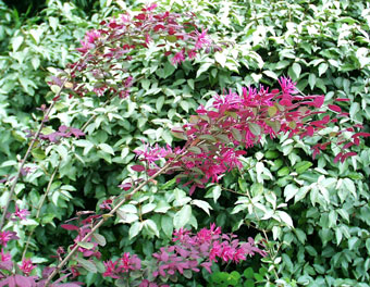 Chinese Fringe Bush