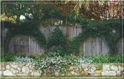 PleachRoseFall