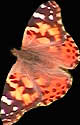 PaintLaCut