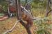 Squir1