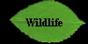 Wildlife