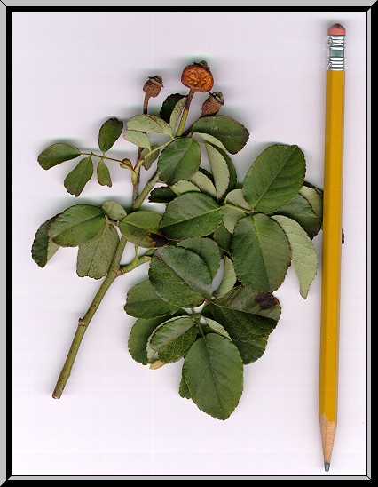 J.H.Cooper rose hips