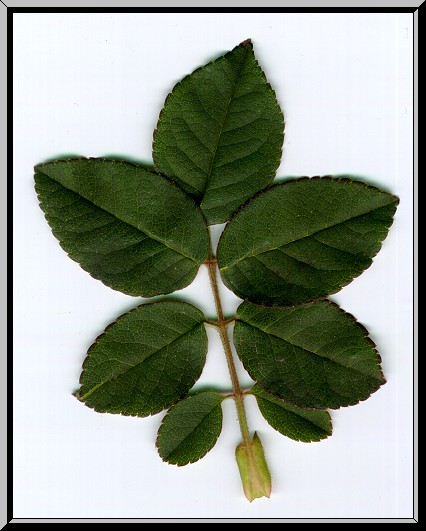 J.Coooper leaf