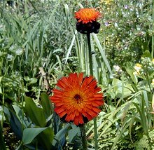 Fox-and-cubs01.jpg