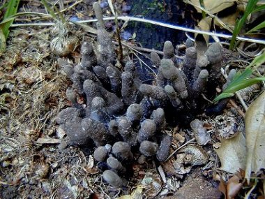 Dead-mens-fingers01.jpg