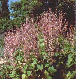 salvia