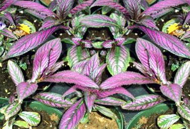 Persian Shield