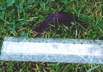 baby slug