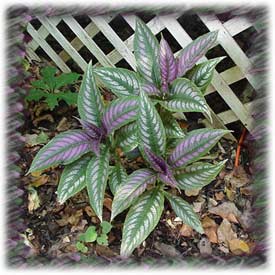 Dave's Persian Shield