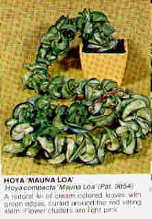 Text description
