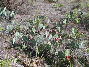 prickly pears