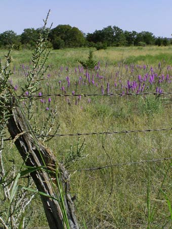 Liatris