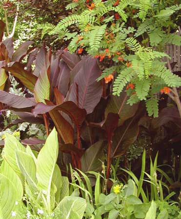 Sesbania punicea