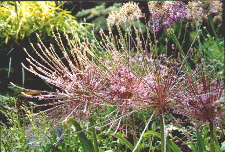 Allium schubertii