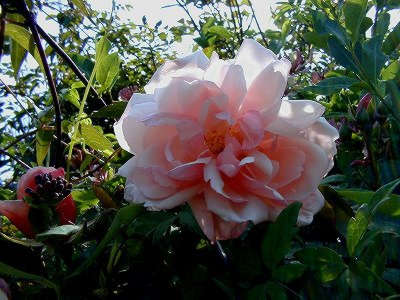 Rosa Albertine01.jpg