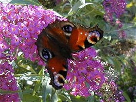 Peacock Butterfly