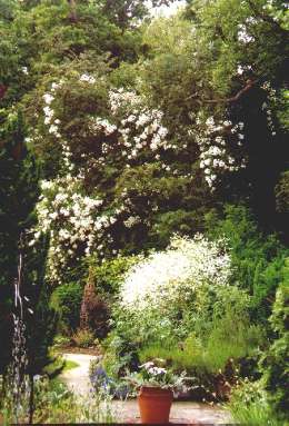 Rambling Rector