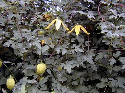 Clematis Orange Peel01