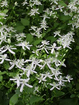 Clem paniculata