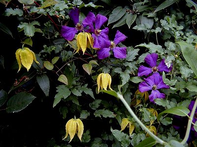 clematis01.jpg