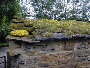 sedums on roof01.jpg