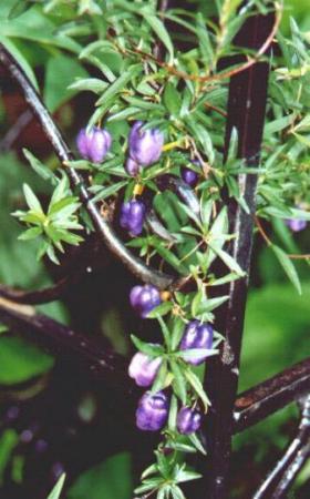  Billardiera longiflora