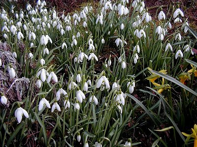 snowdrops02.jpg