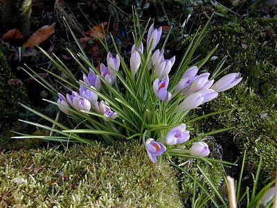 crocus01.jpg