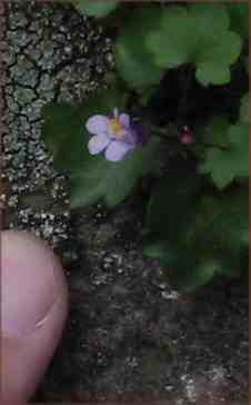 Tiny Snapdragons