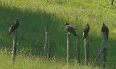 birds