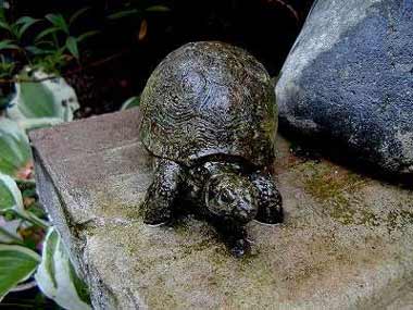 tortoise01.jpg