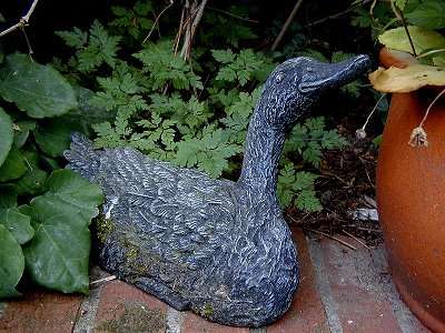 duck01.jpg