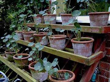 plant stand01.jpg