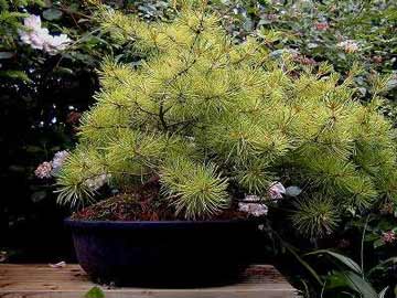 white pine.jpg