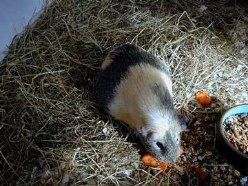 Preggy pig01.jpg