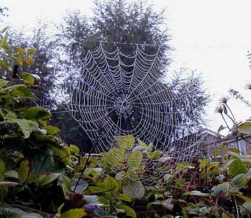 Dew web01.jpg