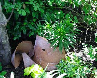 broken pot lily