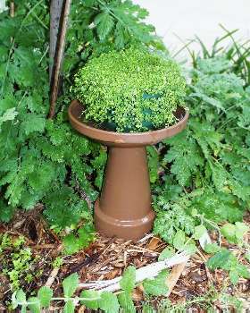 mini bird bath