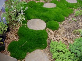 scotch moss
