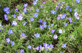 Lithodora difusa Star