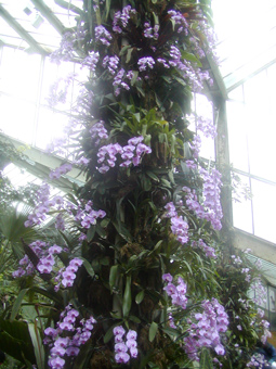 Kew orchid