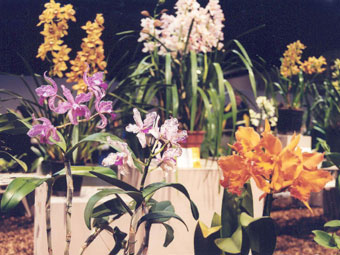 orchids