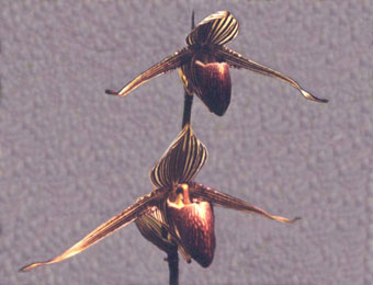 ochid