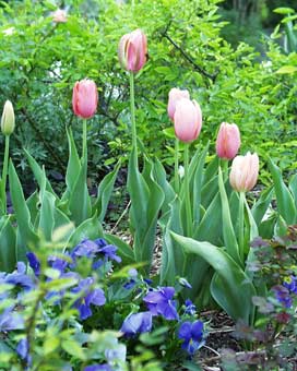 Apricot_Beauty