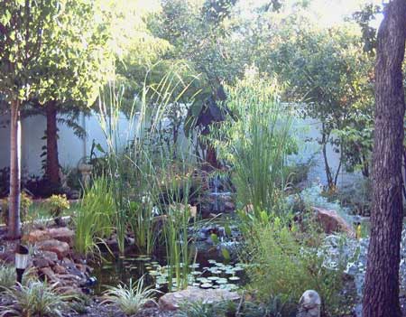 august lily pond
