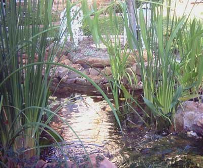pond plants aug 05