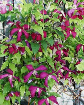 M. Corrvon